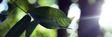 Lesser in cost than metal halide lights and greater in. Lighting For Your Plants Canna Australia