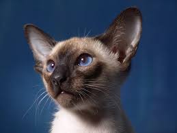 Their features are more pronounced. Siamese Cat Breed Traits And Personalities