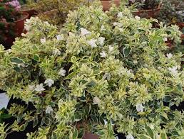 Image result for Berlinia grandiflora