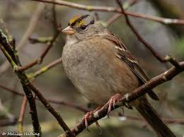 Image result for Nicolasia coronata