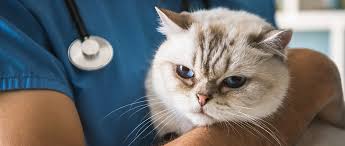 Fear free certified professionals are a cut above the rest when it comes to caring for your best friend. Study Shows Positive Impact Of Fear Free Certification In Veterinary Practices