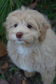 Maybe you would like to learn more about one of these? Blog Steel City Puppies