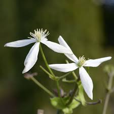 Check spelling or type a new query. Clematis Armandii Winterbluhende Sorten Clematis Online Kaufen