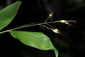 Image result for Olyra latifolia