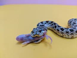 Their small size makes them easier to care for in captivity. Western Hognose Fact Sheet C S W D