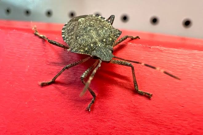 Pests to watch out for this winter and DIY ways to protect your home