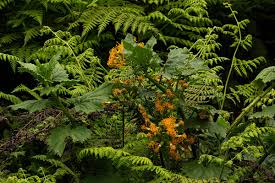 Image result for Gynura scandens