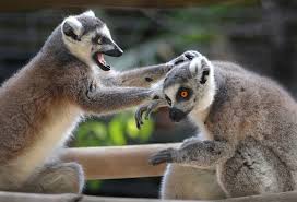 Rock Em Sock Em Lemurs Lemur San Diego Zoo Safari Park Nature Animals