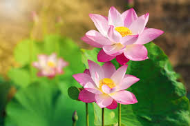 Yuk, kita lihat bagaimana cara mereka beradaptasi dengan lingkungannya! Bunga Lotus Bahan Alami Untuk Merawat Kecantikan Kulit Sensitifmu Unilever Nameera