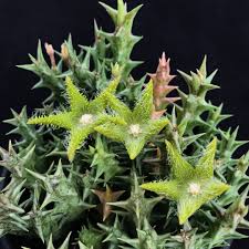Image result for Orbea dummeri