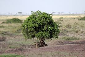 Image result for Gardenia transvenulosa