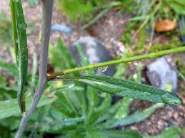 Image result for Sisymbrium orientale