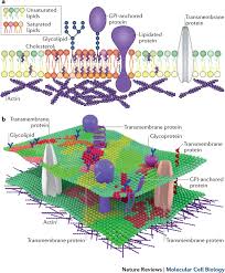 The Mystery Of Membrane Organization Composition Regulation And Roles Of Lipid Rafts Nature Reviews Molecular Cell Biology