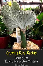 Coral Cactus Care How To Grow Euphorbia Lactea Cristata Coral Cactus Cactus Care Indoor Cactus Plants