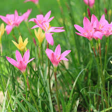 Not only are they beautiful to look at, but they also serve an important purpose in the pond, mainly in aiding its ecosystem. Rain Lily Mix Fairy Lily Zephyranthes American Meadows