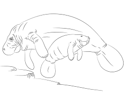 Over time, the figure developed into an environmental icon associated with the ecological health of the chesapeake bay, and continues to play a role in modern popular culture. Mother And Baby Manatee Coloring Page Free Printable Coloring Pages For Kids
