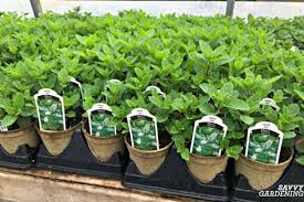 Ground cardamom is made from the seeds. The Best Herbs To Start From Seed For Garden Beds Pots