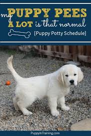 Like babies, puppies do best on a regular schedule. My Puppy Pees A Lot Is It Normal A Puppy Potty Schedule Puppy In Training