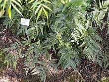 Image result for Arachniodes webbiana