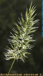 Image result for Anthoxanthum