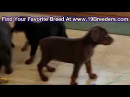 Stop by petland to find your dream puppy today! Doberman Pinscher Puppies Dogs For Sale In Miami Florida Fl 19breeders Tallahassee We Like Dogs