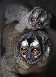 It S Smiling Animals Baby Animals Cute Animals