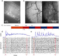 Puff bar disposable how to refill puff bar. Plume Dynamics Structure The Spatiotemporal Activity Of Glomerular Networks In The Mouse Olfactory Bulb Biorxiv