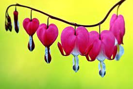 Yellow lily symbolizes gaiety while lily of the valley symbolizes sweetness and purity of heart. Bleeding Hearts Flower Meaning Symbolism And Color
