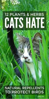 Cat Repellent Plants Herbs In 2020 Plants That Repel Cats Cat Repellant Cat Repellant Outdoor