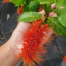 Image result for Combretum paniculatum