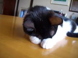 「すまん寝」の画像検索結果