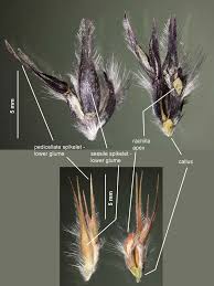 Image result for Elionurus tripsacoides