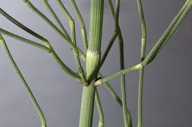 Image result for Equisetum ramosissimum