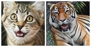 8 Ways Your Cat Is Actually A Tiger Cats Animals Big Cats