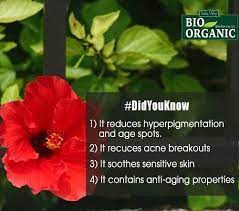 Pin By Crystal De La Cruz On Aloe Vera Gel Hibiscus Prevent Acne Natural Skin Care