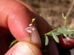 Image result for Indigofera vicioides