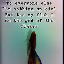 Well I M Pretty Special To A Few Humans Too But Yeah My Betta Thinks I M A God Lol Pretty Fish Betta Betta Fish