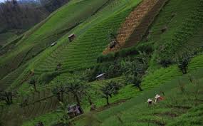 Petani Manfaatkan Lahan Terasering Guna Menahan Terjadinya Longsor 0 Foto Okezone Economy