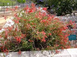 Image result for Scleria laxiflora