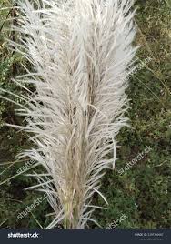 Image result for Phragmites karka