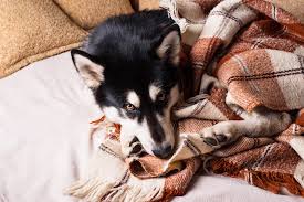 A non profit organization specializing in the rescue, rehab & release of wildlife as well as the adoption & long term care of companion animals of all sorts. Home Montgomery County Animal Resource Center