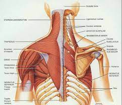 The romans always employed the plural scapulae, the shoulder blades. Shoulder Pain Start At The Thoracic Spine Revo Physiotherapy Sports Performance