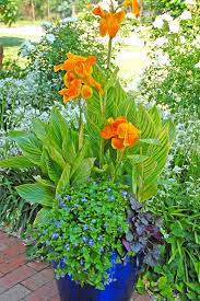 Check spelling or type a new query. Plants For A Wow Worthy Container Finegardening