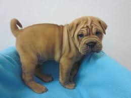 It is a cross bred dog, created by crossing the pug and the shar pei. Ori Pei Puppy The First Dog I Will Own They Have My Heart Baby Animals Cute Animals Cute Dogs
