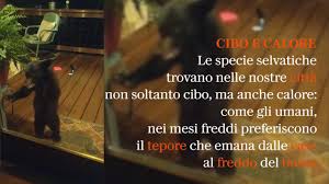 Maybe you would like to learn more about one of these? Uomo O Animali Inchiesta Sulla Battaglia Contro Orsi Lupi E Cinghiali Che Divide L Italia Rep