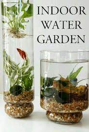 Pin Oleh Christine Hagerty Di House Plants Tanaman Air Tanaman Menanam Sayuran