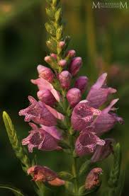 Image result for Rhynchosia divaricata