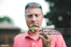 356 Monarch Caterpillar Milkweed Stock Photos, High-Res Pictures, and  Images