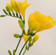 Pin On Wedding Flowers