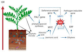 Image result for Phyllanthus odontadenius